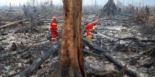 Sinar Mas klaim punya sistem canggih atasi kebakaran hutan