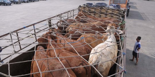 Bea Cukai dituding terlibat masuknya daging sapi ilegal asal India
