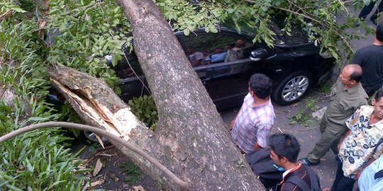 Hujan disertai angin kencang, pohon di depan Plaza Aldiron tumbang