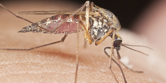 Malaria mewabah di Seram Bagian Timur, ratusan warga terinfeksi