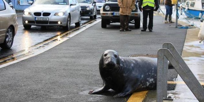 Lucu Tiap Hari Anjing Laut Ini Naik Ke Darat Buat Makan Di Resto