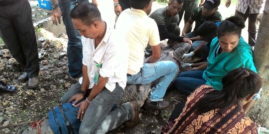 BBKSDA NTT kembali tangkap buaya muara sepanjang 4 meter