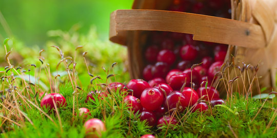 Tak hanya sembuhkan ISK, ini 6 manfaat sehat dari cranberries