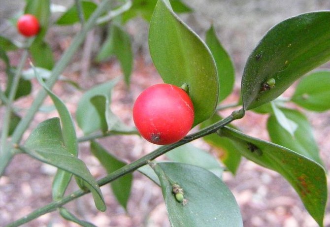 butchers broom clogged arterys