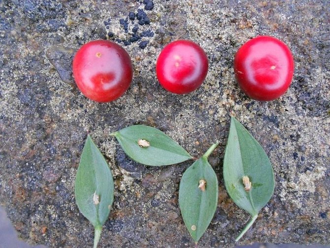 butchers broom