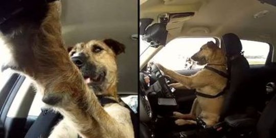 selandia baru bisa bawa mobil matic rev2