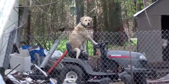 sanggup menyopiri mobil pemotong rumput rev2