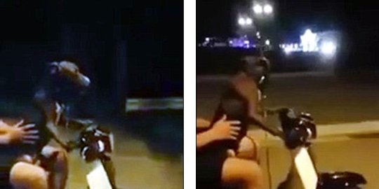 ditilang polisi rev2