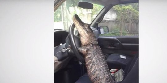 as bisa menyetir mobil rev2