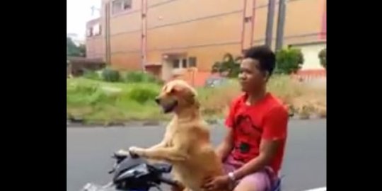 anjing biker dari manado rev2