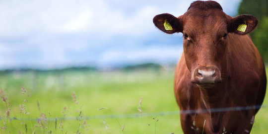 Potong sapi betina di Bojonegoro bakal dipidana enam bulan penjara