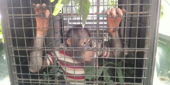 Sempat dipelihara, 3 satwa langka di Kalbar diserahkan ke BKSDA