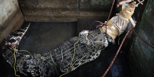 Evakuasi ramatis Bona si buaya muara dari pemiliknya kepada BKSDA
