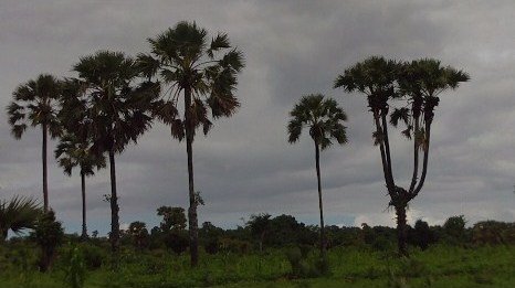 pohon lontar bercabang lima