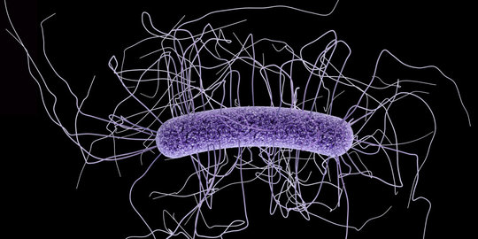 5 Hal luar biasa yang dapat dilakukan Mikroba