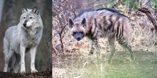 Cuma di Israel, serigala dan hyena berburu mangsa bersama