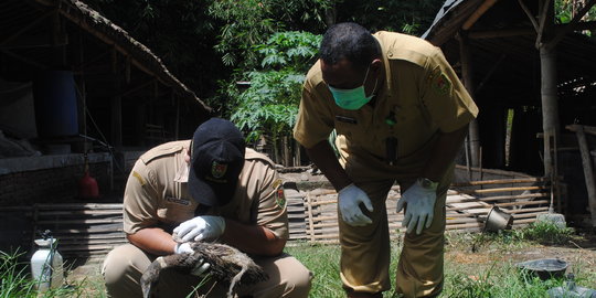 Flu burung merebak, Kementan minta masyarakat waspada