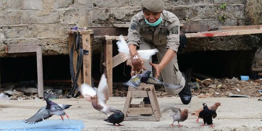 Lurah dan Camat diminta ikut sweeping unggas terjangkit flu burung