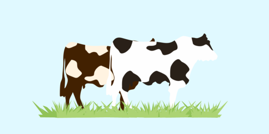 'Gertak birahi', cara Pemkab Pamekasan agar sapi kawin & mengandung