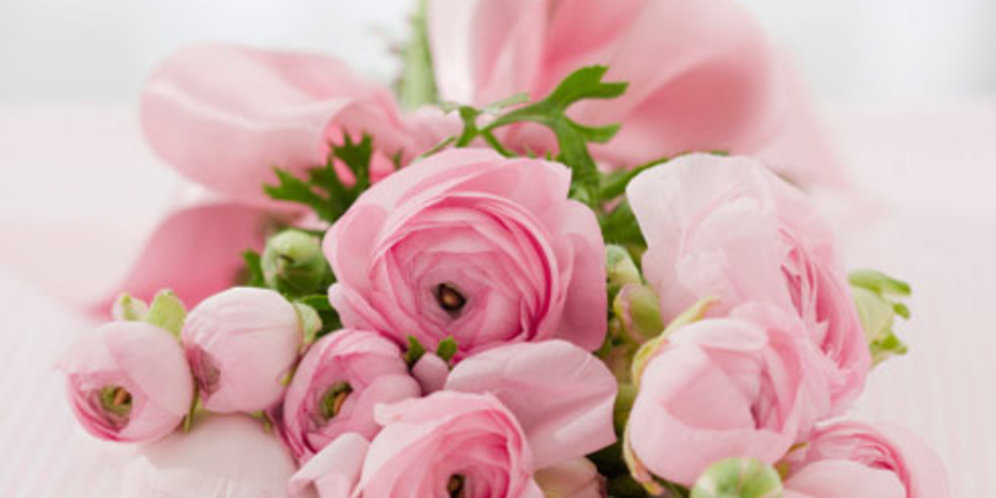 Mawar Bunga Cantik Yang Bikin Siapapun Jatuh Cinta Merdeka Com