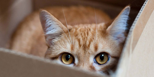 Ini alasan mengapa kucing sangat menyukai kotak