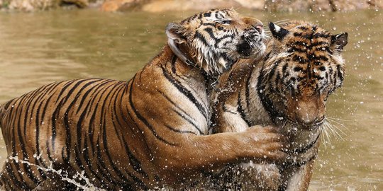 Harimau melahirkan di perkebunan sawit, warga Bengkulu ketakutan