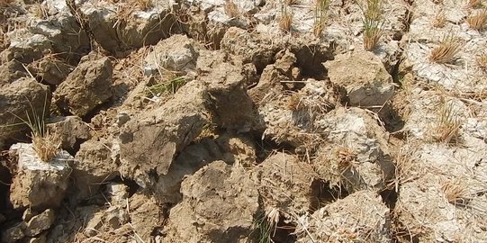 Sedang menggali batu di sawah, Sumarno temukan dua arca