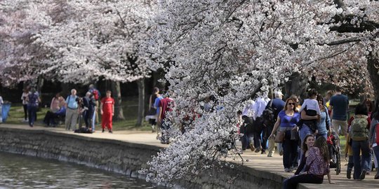Musim semi, bunga sakura bermekaran di Washington