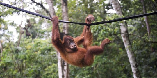 Habitat ludes, orang utan di Kaltim kerap dekati pemukiman