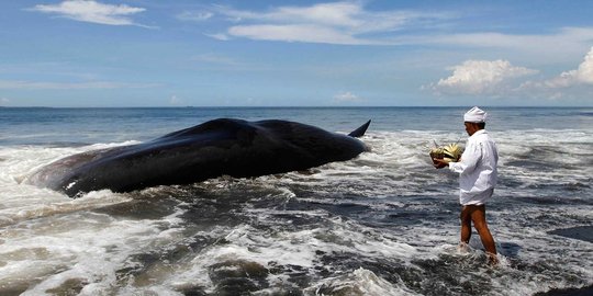 Kisah 'kutukan' paus terdampar di Klungkung  merdeka.com