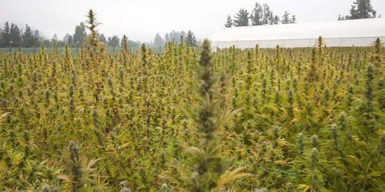 Mengunjungi kebun ganja legal terbesar se-Amerika Latin