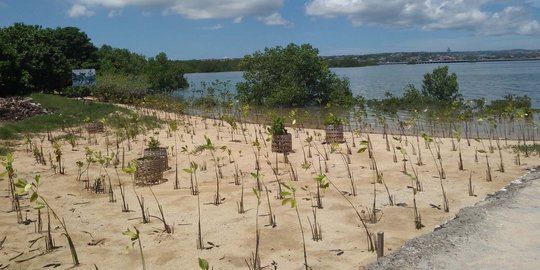 INDEF: Informasi soal Teluk Benoa lebih banyak negatif, tak seimbang