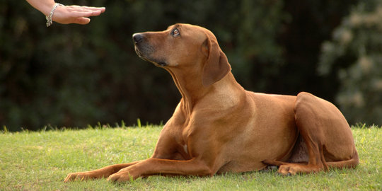 Keji, anjing betina diperkosa lalu digantung di pohon hingga mati