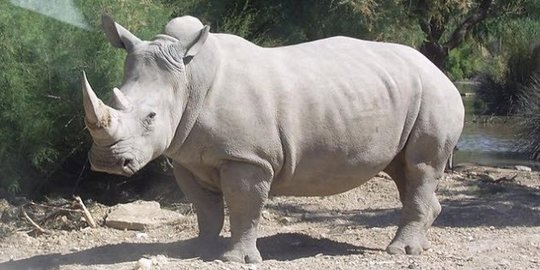 suka mencium bau kotoran