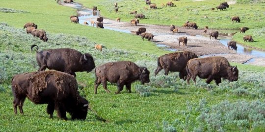 dengan tatanan demokrasi