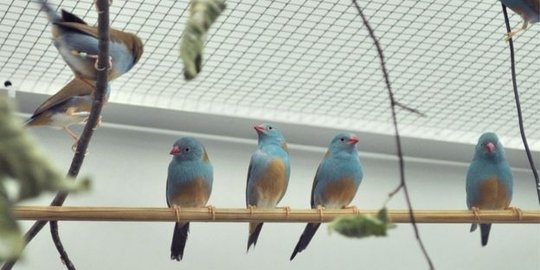 blue capped cordon bleu yang menyanyi sambil tap dance