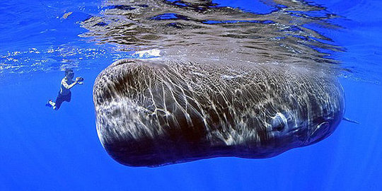 mempunyai nama dan juga aksen