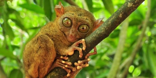 menggunakan suara ultra