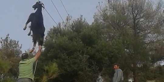 [Video] Kambing nyangkut di kabel telepon