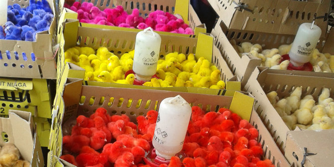 Anak ayam diwarnai pakai pewarna tekstil demi raup untung 