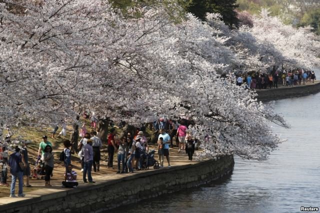sakura mekar di washington pada bulan maret 2016