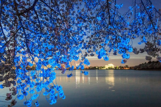 sakura mekar di washington pada bulan maret 2016