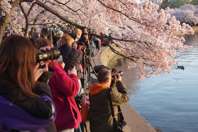 sakura mekar di washington pada bulan maret 2016