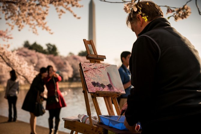 sakura mekar di washington pada bulan maret 2016