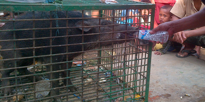 5800 Gambar Hewan Babi Ngepet Terbaik