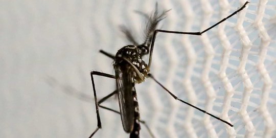 Belasan warga Karanganyar ramai-ramai terserang chikungunya