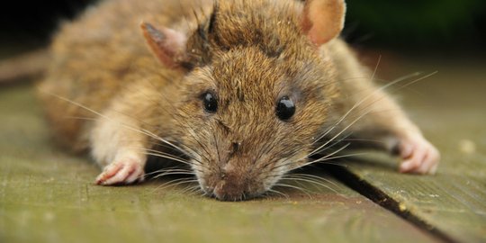 perangkap tikus rev2