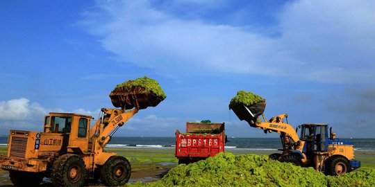 Yuk cari tahu tentang ciri-ciri ganggang hijau yang istimewa