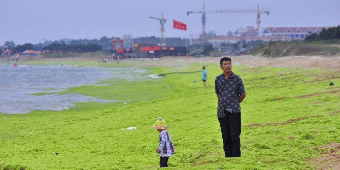 Kenali Chlorococcum dan Chlamydomonas - ganggang hijau 
