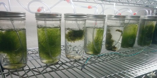 Ternyata beginilah cara Chlorophyta berkembang biak